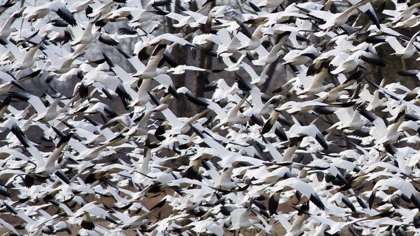 Why don't birds collide when they are flying close together in tight flocks?